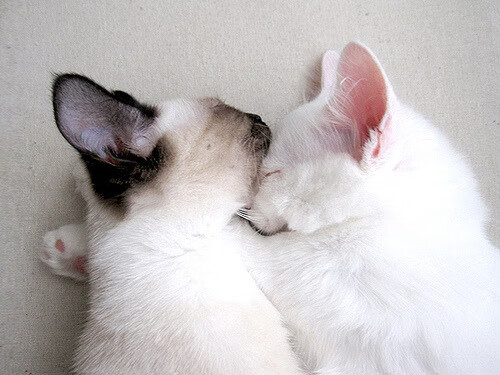 雷霆万钧！库里神射破空，广州队防线遭碾压溃败