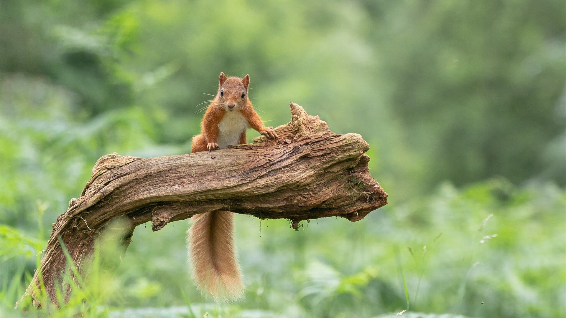风暴眼布雷默，秘鲁致命一波流，完美逻辑绞杀加拿大