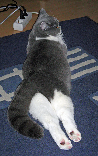 终场哨响前，一个民族的重生仪式，乌拉圭如何用90分钟完成300年的自我证明