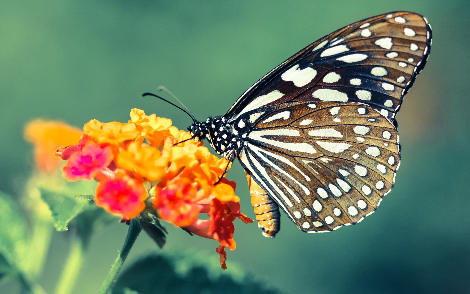 欧冠淘汰赛之夜，马克西，命运剧场的唯一主角
