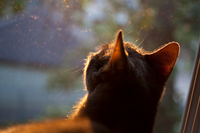 桑巴利刃破坚盾，维尼修斯单点爆破引领巴西关键战突围