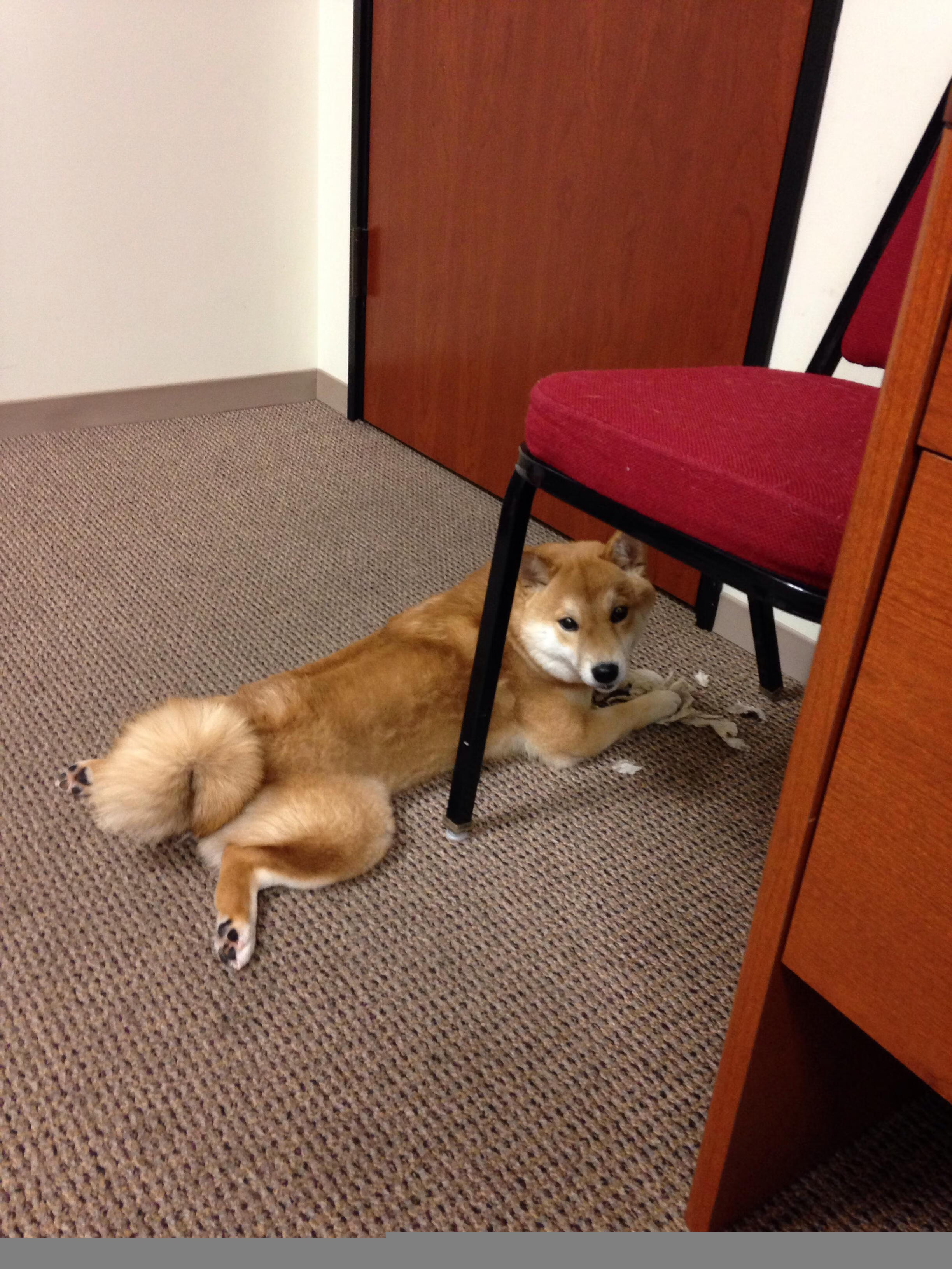 魔笛手罗德里，在塞维利亚的脉搏上，他指挥着马赛的叹息