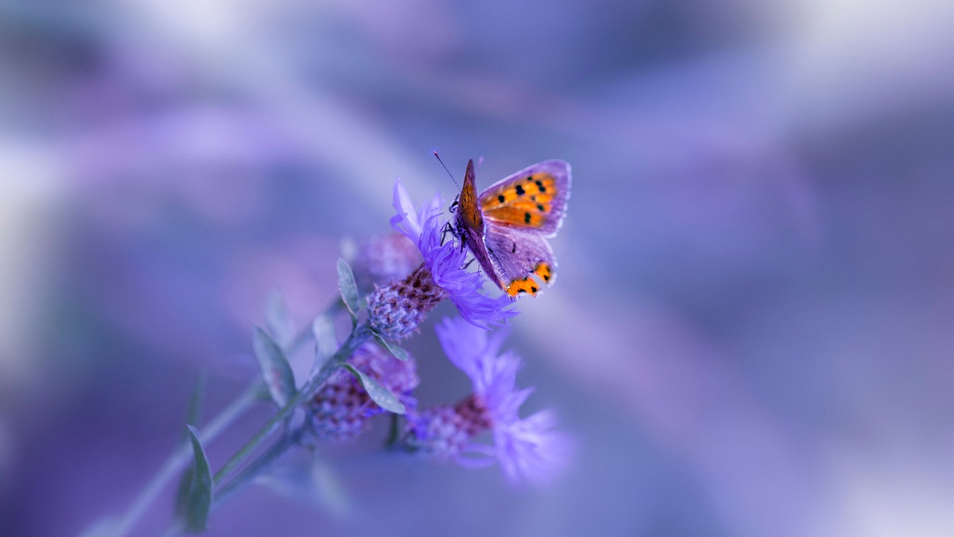 非洲雄狮怒吼诺坎普，几内亚友谊赛冲垮巴萨，奥利维耶改写剧本