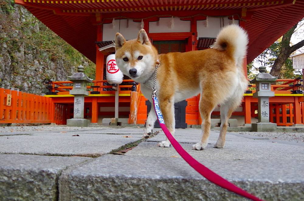 天壤狂澜，从奥林匹亚山到硬木地板的唯一性绽放