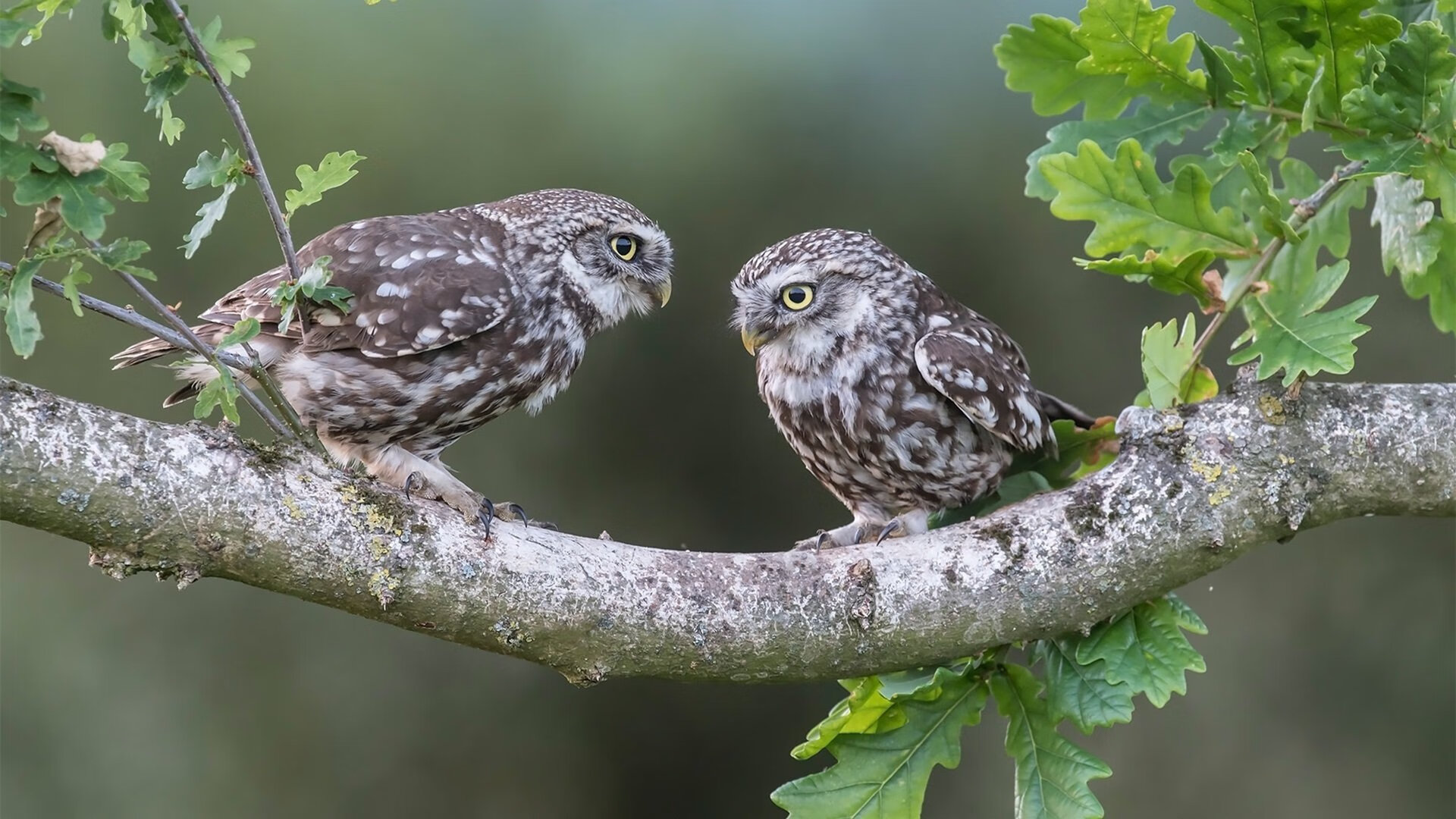 奥运烽火照天山，奇才翻盘铸就钢铁洪流