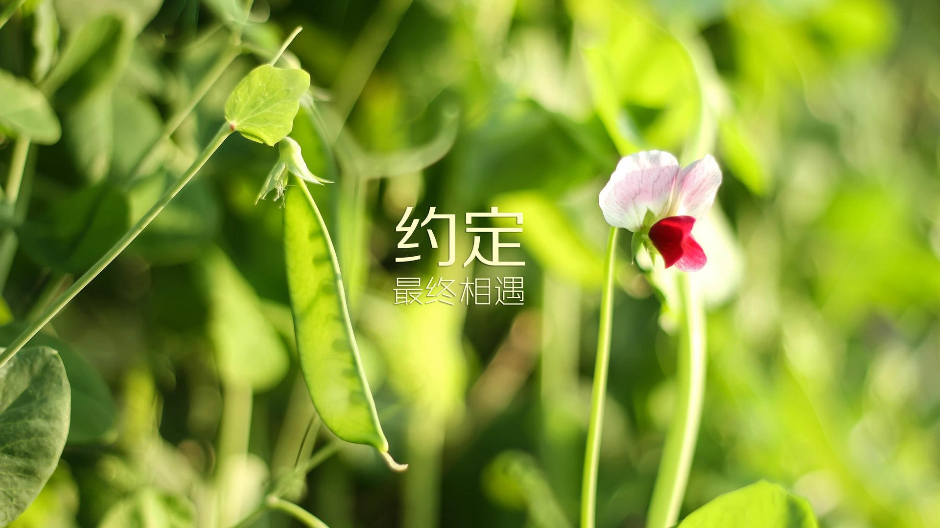 绝杀之夜,孤星闪耀,阿诺德导演2026世界杯B组最震撼剧本,伊朗绝杀波兰